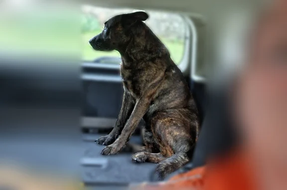 Animaux trouvés Toulouse, photo: Trouvé chien mâle, Chemin de Villemade, Toulouse