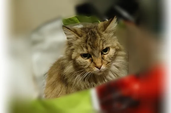 Animaux perdus Lézignan-la-Cèbe, photo: Chat perdu, Rue de la mairie, Lézignan-la-Cèbe - femelle, en mauvais état