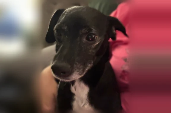 Lost dog, West Red Range Way, 2425, Phoenix - female chiweenie - photo