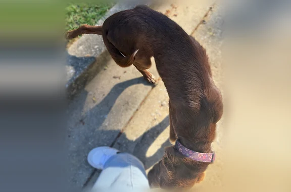 Found dog, Cooper Circle, Anni...