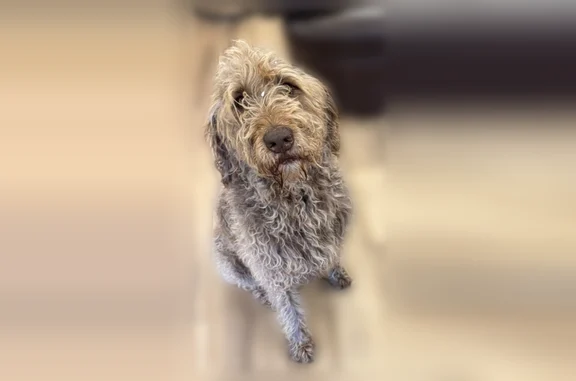 Lost dog, East 280 Road, Grove, Tulsa - male, brown curly labradoodle - photo