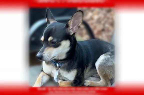 Lost dog, Hightower Court, Arcade, Arlington - male Chihuahua mix - photo