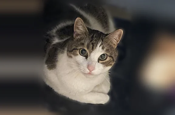 Animaux trouvés Paris, photo: Chat perdu mâle, Chemin du Clos de l'Oratoire, Thonon-les-Bains, Paris - tatoué 308HBW à l’oreille