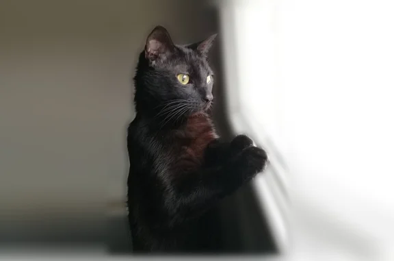 Chat perdu, Pujaut, photo: Chat perdu, Pujaut — mâle adulte de 10 ans, pucé