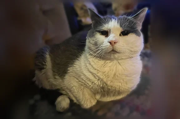 Chat perdu, Route de Saint-Valéry, 21, Cany-Barville - femelle - photo