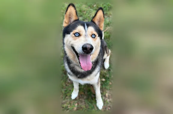 Missing dog Jersey Village, photo: Lost dog, Green Hazel Court, Jersey Village - husky mix