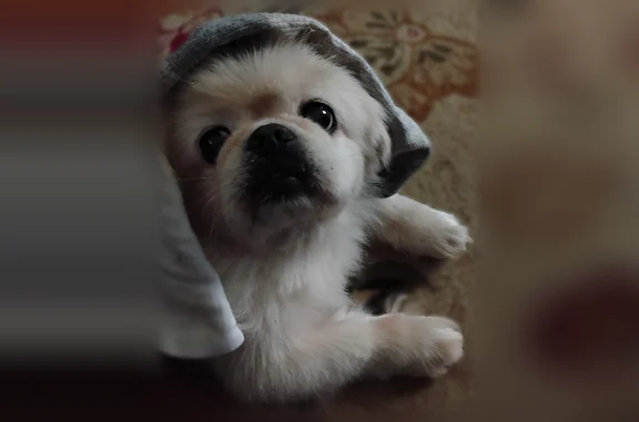 Lost dog, West River Street, 121, Anderson - female Pekingese, microchipped - photo