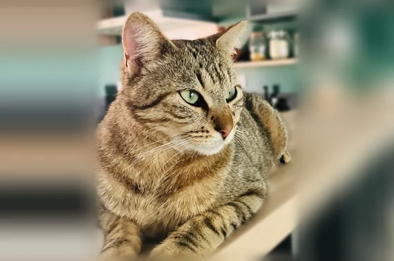 Chat perdu, Rue du Pontreau, Poitiers - mâle sociable, tigré légèrement roux - photo