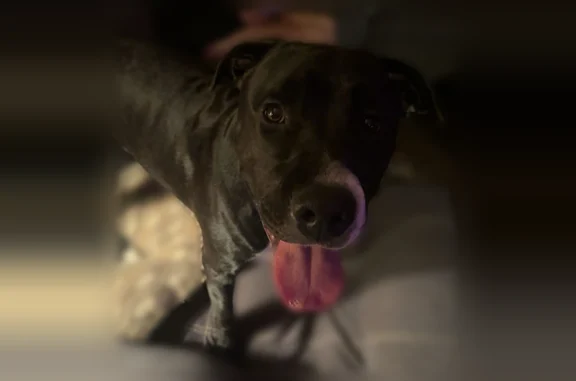 Lost dog, Lincolnton Highway, 3002, Crouse - friendly, no collar - photo