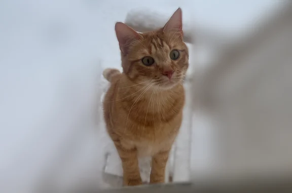 Chat perdu, Rue du Port, 2, Saint-Pierre-lès-Nemours - mâle roux avec collier jaune GPS - photo