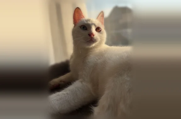 Chat perdu, Paris, photo: Chat perdu, Rue Edmond Malimain, 13, Roye, Paris - femelle, entièrement blanche