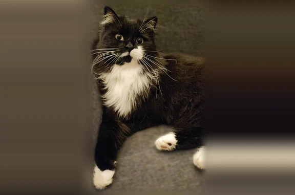 Animaux perdus Pont-Saint-Esprit, photo: Chat perdu femelle, Impasse du Clos, Pont-Saint-Esprit - à poils longs noir et plastron blanc