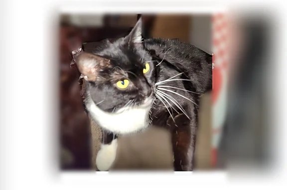 Lost cat, North 25th Place, 1105, Phoenix - female tuxedo cat - photo
