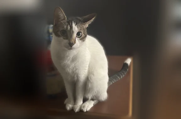 Lost cat, Hartline Drive, 2828, Rochester Hills - male, white, calm, friendly - photo