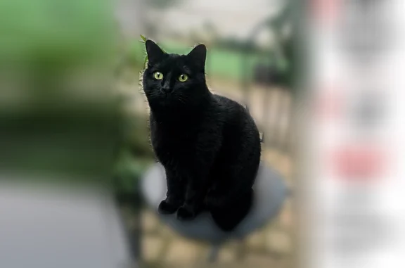 Animaux perdus Angers, photo: Chat perdu, Rue de Nazareth, 55, Angers - mâle, yeux verts