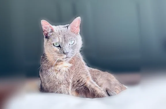 Animaux perdus Nice, photo: Chat perdu femelle, Route de Saint-Cézaire, 299, Callian, Nice - petite taille