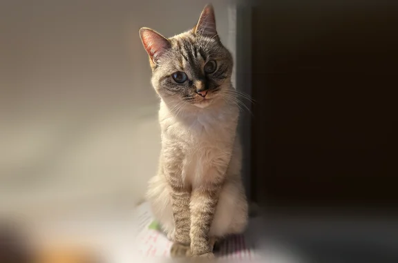Animaux perdus Rezé, photo: Chat perdu, Allée de la Sèvre, 7, Rezé, Angers - femelle, yeux bleus