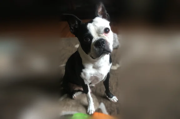 Lost dog, Landry Road, 6617, Duson, Arlington - male Boston terrier - photo