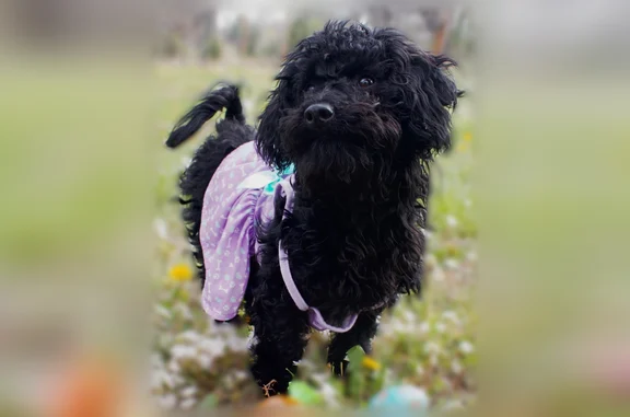 Lost dog, MO 21, 17118, Potosi - female, fully black Havanese poodle - photo
