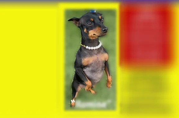 Lost dog, female, Dreahook Road, 25, Readington Township, White House Station - flea collar - photo