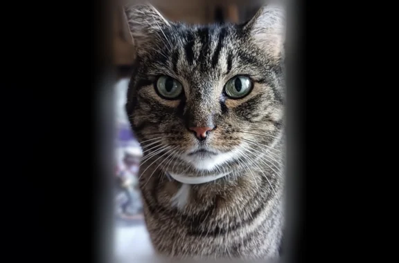 Lost cat, Fenwick Drive, 6809, Louisville - female, gray white and black tabby with distinctive stripes - photo