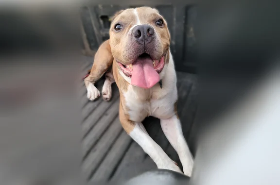 Lost and found pets Honolulu, photo: Lost dog, Varsity Circle, 2970, Honolulu — male, red collar