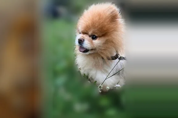 Lost dog, North Rockwell Street, 5755, Chicago - Pomeranian, male - photo