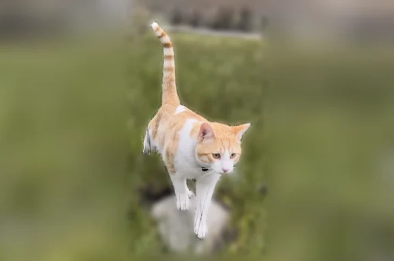 Lost cat, Granite Way, 3872, Topaz Ranch Estates - male orange tabby - photo