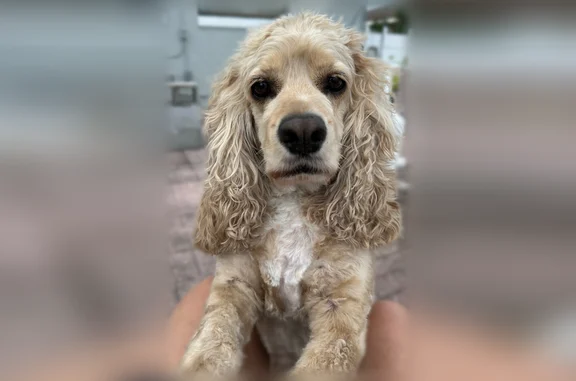 Lost dog, Southwest 46th Circle, 15579, Marion Oaks - male - photo