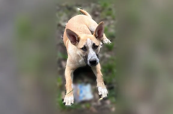 Lost dog, female, Utah Road, Good Hope - young, with a long scar on her left shoulder - photo