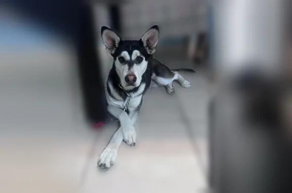 Lost dog, San Juan Drive, 3378, Las Vegas - male - photo