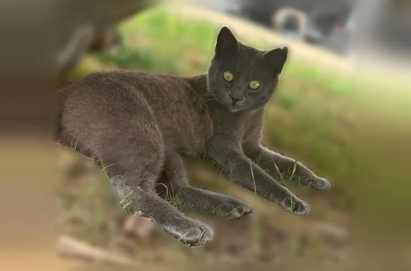Lost and found pets Philpot, photo: Lost cat, Kentucky 764, 13001, Philpot - male tom cat with a slit in the ear