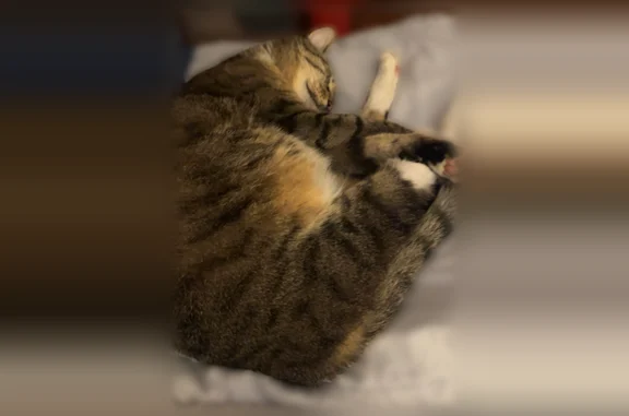 Lost cat, East 68th Street, 253, Kansas City - male tabby with white paws and chest - photo