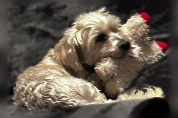 Missing dog Indio, photo: Lost dog, female, Verbena Lane, Indio - shy, white and beige, black collar