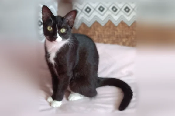 Perdu chat femelle, Rue Pierre et Marie Curie, 4, Mimizan - noire et blanche - photo