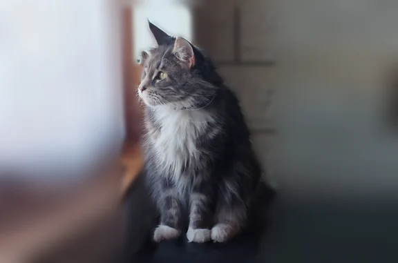 Animaux perdus Courbevoie, photo: Chat perdu, Rue Emile Zola, Bruay-sur-l'Escaut, Courbevoie — femelle pucée