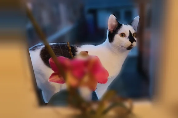 Animaux perdus Noyen-sur-Sarthe, photo: Chat perdu, Notre-Dame-de-Bondeville, Noyen-sur-Sarthe - mâle noir et blanc
