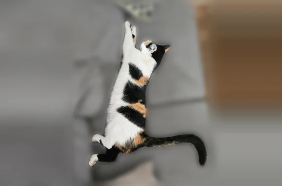 Animaux perdus Besançon, photo: Perdu chat, Rue de la République, Besançon - femelle tricolore, tache noire sur le nez