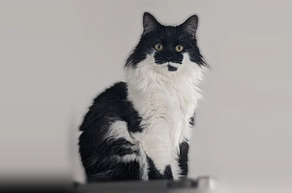 Chat perdu, Ollioules, photo: Chat perdu homme, Chemin Havez, 14, Ollioules - noir et blanc, tatouage soleil à l’oreille