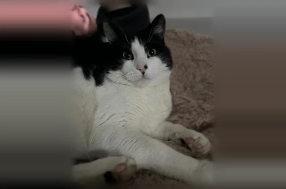 Chat perdu, Paris, photo: Chat perdu, Route de Valsonne, Tarare, Paris — mâle noir et blanc