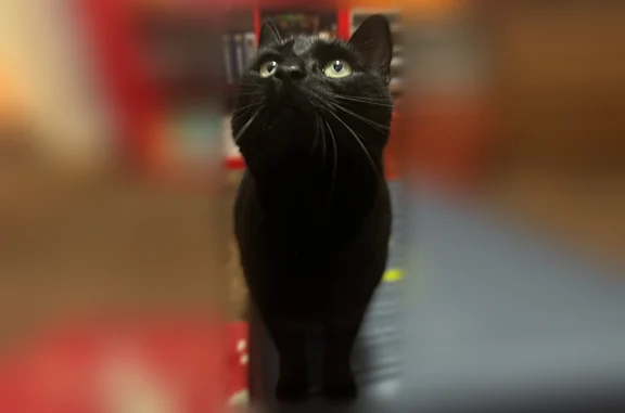Chat perdu, Paris, photo: Chat perdu, Quai du Petit Hameau, 33, Sens, Paris - mâle noir, très affectueux