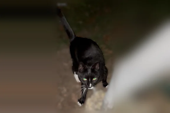 Lost and found pets Bellerose, photo: Found cat, Lake Shore Drive, Patchogue, Bellerose - female