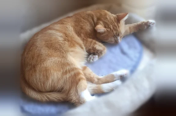 Animaux perdus Paris, photo: Chat perdu, Rue du Camp, 55, Romainville, Paris - roux, castré