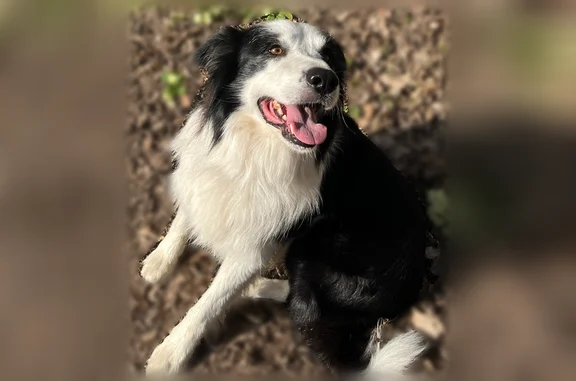 Animaux perdus Dingy-Saint-Clair, photo: Chien perdu mâle, Route du Chef Lieu, 177, La Balme-de-Thuy, Dingy-Saint-Clair - Border Collie