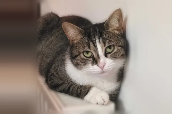 Chat perdu, Rue du Noyer Renard, Athis-Mons, Paris - femelle, tigré de petite taille - photo