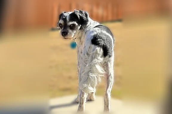 Lost pets Fort Worth, photo: Lost dog, Tall Meadow Lane, 4506, Fort Worth - 8 years old