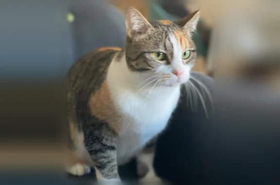 Animaux perdus Pontoise, photo: Chat perdu, Rue Rabelais, 4, Pontoise - femelle écaille de tortue