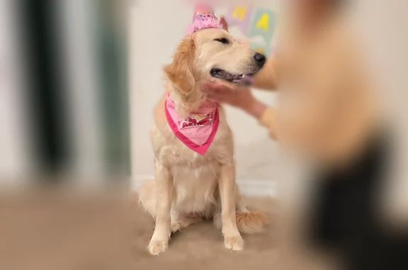 Lost dog, Gina Lane, 253, Davenport - female, pink collar, green bandana - photo