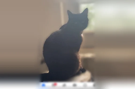 Animaux perdus Niort, photo: Chat perdu, Rue de Grange, 25, Niort - mâle
