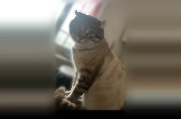 Animaux perdus Niort, photo: Chat perdu, Rue de Grange, 31, Niort - mâle peureux aux yeux bleus